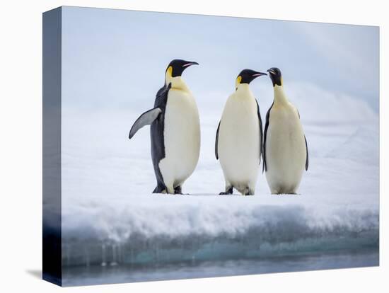 A group of emperor penguins (Aptenodytes forsteri), on the ice near Snow Hill Island, Weddell Sea-Michael Nolan-Premier Image Canvas