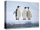 A group of emperor penguins (Aptenodytes forsteri), on the ice near Snow Hill Island, Weddell Sea-Michael Nolan-Premier Image Canvas