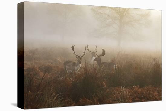 A Group Of Fallow Deer Stags, Dama Dama, Stand In Richmond Park At Dawn-Alex Saberi-Premier Image Canvas