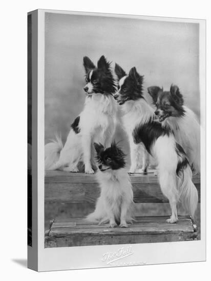 A Group of Four Papillons Owned by Mrs Pope-null-Premier Image Canvas