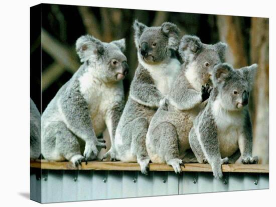 A Group of Koalas Gather Atop a Fence-null-Premier Image Canvas