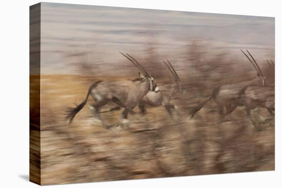 A Group of Oryx on the Run in Namib-Naukluft National Park-Alex Saberi-Premier Image Canvas