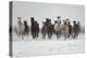 A Group Of Pure Arab, Shagya Arab And East Bulgarian Fillies Running In Snow, Kabiuk National Stud-Kristel Richard-Premier Image Canvas