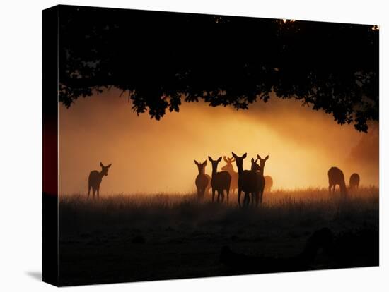 A Group of Red Deer, Cervus Elaphus, Silhouetted in Morning Glow.-Alex Saberi-Premier Image Canvas