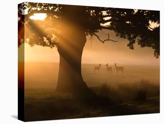 A Group of Red Deer Graze and Socialize in the Early Morning Mists of Richmond Park, London-Alex Saberi-Premier Image Canvas