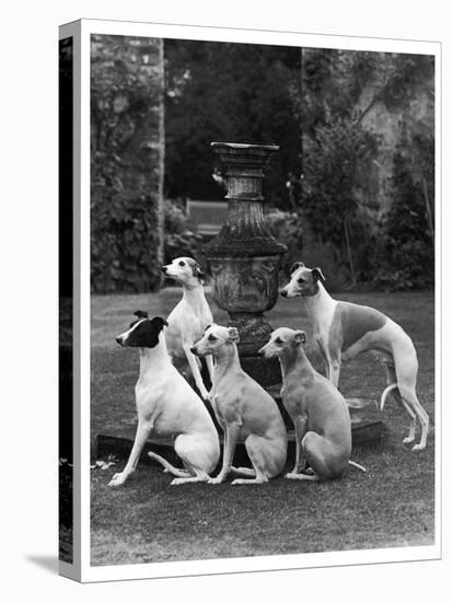 A Group of Seagift Whippets around a Fountain. Owned by Whitwell-null-Premier Image Canvas