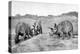 A Group of Triceratops, 20th Century-null-Premier Image Canvas