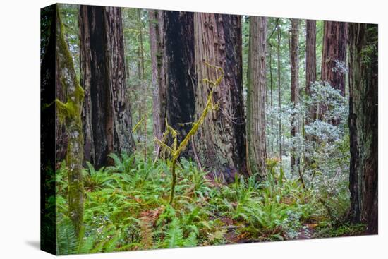 A grove of giant redwoods located in the Lady Bird Johnson Grove of the Redwood National Park-Mallorie Ostrowitz-Premier Image Canvas