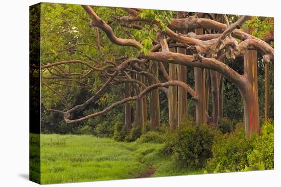 A Grove Of Rainbow Eucalyptus Trees Found Along The Road To Hana On The Island Of Maui, Hawaii-Austin Cronnelly-Premier Image Canvas