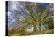 A grove of trees at Avebury, UK, a major Neolithic and medieval site.-Richard Wright-Premier Image Canvas