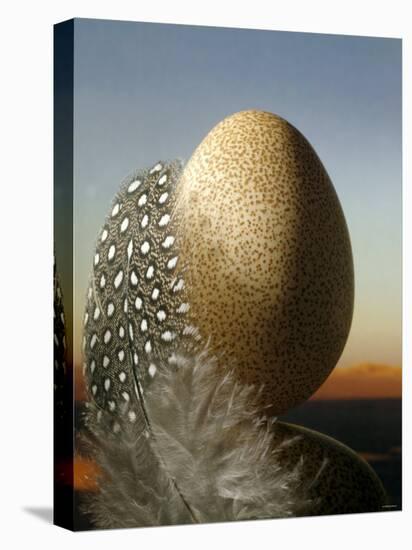 A Guinea Fowl Egg and Feather-Manfred Seelow-Premier Image Canvas