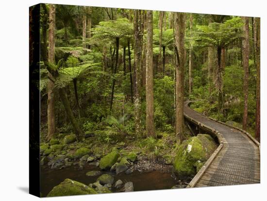 A.H. Reed Memorial Kauri Park, Whangarei, Northland, North Island, New Zealand-David Wall-Premier Image Canvas