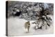 A Hare in the Snow, 1927-Bruno Andreas Liljefors-Premier Image Canvas