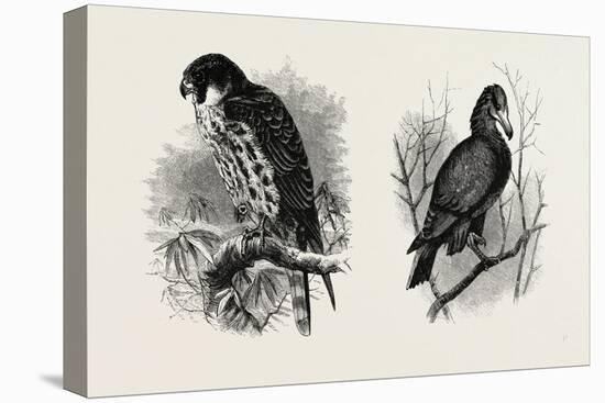 A Hawk from Nature (Left) and a Hawk from the National Gallery (Right)-null-Premier Image Canvas