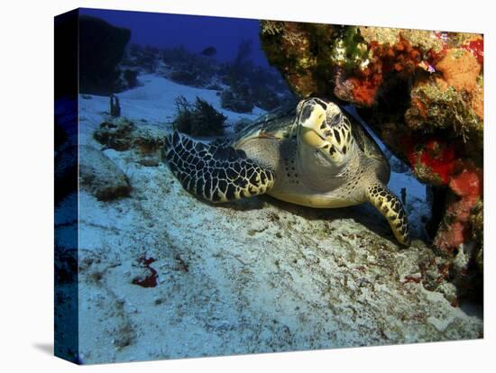 A Hawksbill Sea Turtle Resting under a Reef in Cozumel, Mexico-Stocktrek Images-Premier Image Canvas