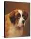 A Head of a Saint Bernard-P Magee-Stretched Canvas