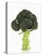 A Head of Broccoli-Dieter Heinemann-Premier Image Canvas