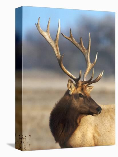 A Head Portrait of a Stunning Elk-John Alves-Premier Image Canvas