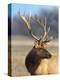 A Head Portrait of a Stunning Elk-John Alves-Premier Image Canvas