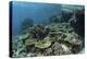 A Healthy Coral Reef Thrives in Komodo National Park, Indonesia-Stocktrek Images-Premier Image Canvas