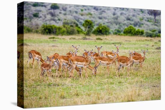 A herd if impala in the Masai Mara, Kenya, Africa.-Larry Richardson-Premier Image Canvas