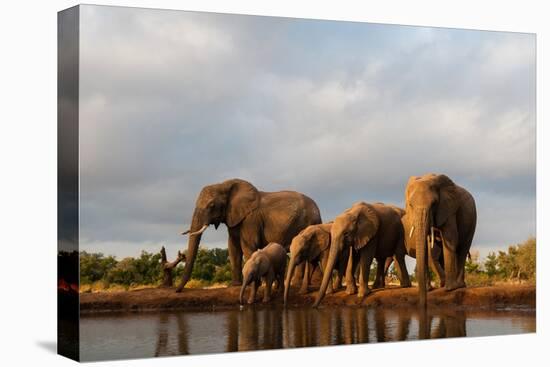 A herd of African elephants drinking. Mashatu Game Reserve, Botswana.-Sergio Pitamitz-Premier Image Canvas