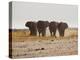 A Herd of Bull Elephants in Etosha National Park-Alex Saberi-Premier Image Canvas