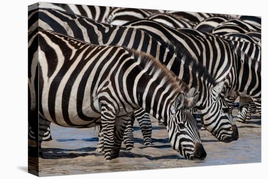A herd of Burchell's Zebras drinking at Hidden Valley lake. Ndutu, Tanzania.-Sergio Pitamitz-Premier Image Canvas