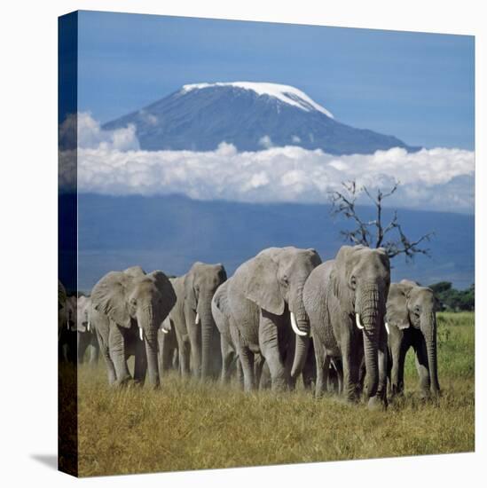 A Herd of Elephants with Mount Kilimanjaro in the Background-Nigel Pavitt-Premier Image Canvas