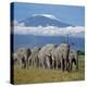 A Herd of Elephants with Mount Kilimanjaro in the Background-Nigel Pavitt-Premier Image Canvas