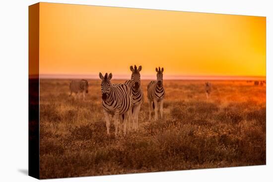 A Herd of Zebra Grazing at Sunrise in Etosha, Namibia-Udo Kieslich-Premier Image Canvas