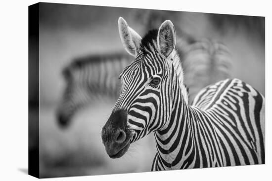 A Herd of Zebra Grazing in the Early Morning in Etosha, Namibia-Udo Kieslich-Premier Image Canvas