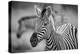 A Herd of Zebra Grazing in the Early Morning in Etosha, Namibia-Udo Kieslich-Premier Image Canvas