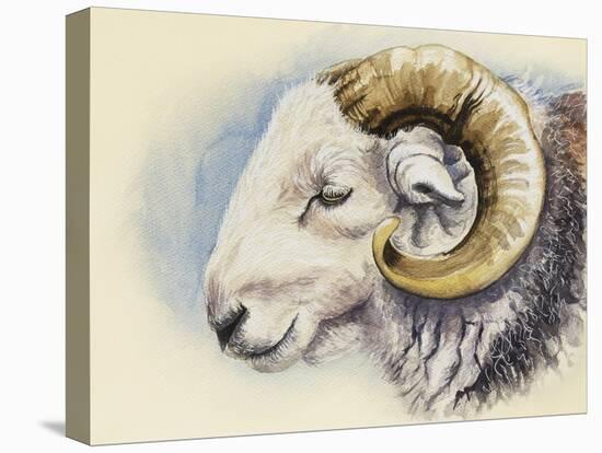 A Herdwick Ram, 2018 (Watercolour on Paper)-Alison Cooper-Premier Image Canvas