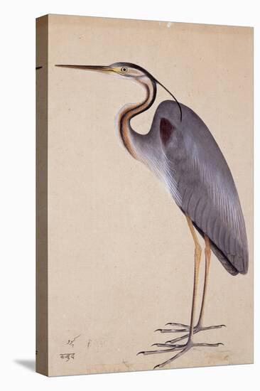 A Heron, C. 1820-null-Premier Image Canvas