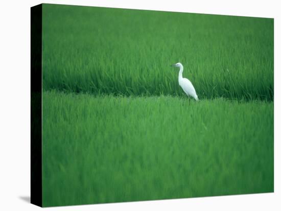 A Heron in a Rice Field, Ehime, Japan-null-Premier Image Canvas