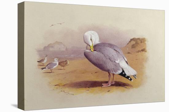 A Herring Gull on a Beach with the Bass Rock Beyond-Archibald Thorburn-Premier Image Canvas