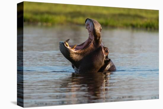 A hippopotamus in a mouth opening territorial display. Okavango Delta, Botswana.-Sergio Pitamitz-Premier Image Canvas