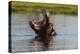 A hippopotamus in a mouth opening territorial display. Okavango Delta, Botswana.-Sergio Pitamitz-Premier Image Canvas