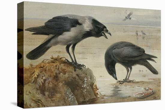 A Hooded Crow and a Carrion Crow, 1924-Archibald Thorburn-Premier Image Canvas