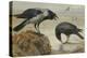A Hooded Crow and a Carrion Crow-Archibald Thorburn-Premier Image Canvas