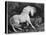 A Horse Affrighted by a Lion, Engraved by the Artist, 1788 (Etching)-George Stubbs-Premier Image Canvas