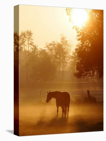 A Horse Stands in a Meadow in Early Morning Fog in Langenhagen Germany, Oct 17, 2006-Kai-uwe Knoth-Premier Image Canvas