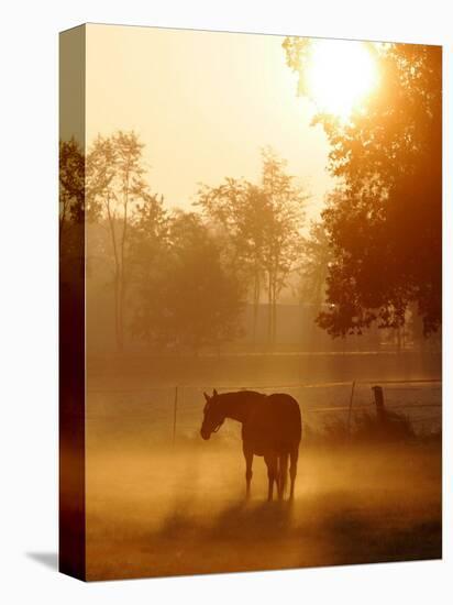 A Horse Stands in a Meadow in Early Morning Fog in Langenhagen Germany, Oct 17, 2006-Kai-uwe Knoth-Premier Image Canvas
