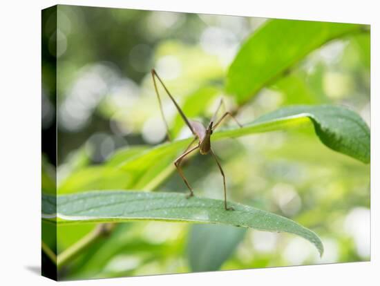 A Horsehead Grasshopper Perching on a Leaf-Alex Saberi-Premier Image Canvas