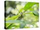 A Horsehead Grasshopper Perching on a Leaf-Alex Saberi-Premier Image Canvas