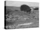 A House off its Foundation in a Gulley, Ca. 1910.-Kirn Vintage Stock-Premier Image Canvas