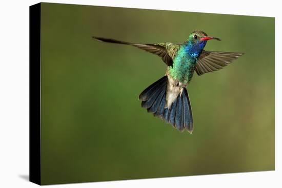 A Hummingbird with its Wings Spread Open-Karine Aigner-Premier Image Canvas