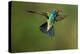 A Hummingbird with its Wings Spread Open-Karine Aigner-Premier Image Canvas