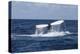 A Humpback Whale Raises its Tail as it Dives into the Atlantic Ocean-Stocktrek Images-Premier Image Canvas